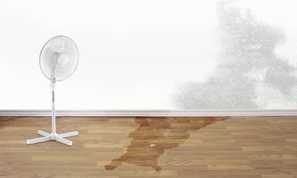 Best Professional water damage repair  in Spout Springs, NC